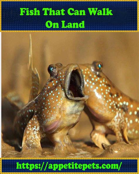 fish that can walk on land|22 Fish that Walk (A to Z List with Pictures) .
